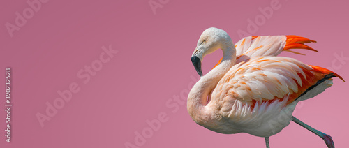 Banner with rosy Chilean flamingo isolated at smooth light pink or rosy background with copy space for text, closeup, details. Love and glamour concept. photo
