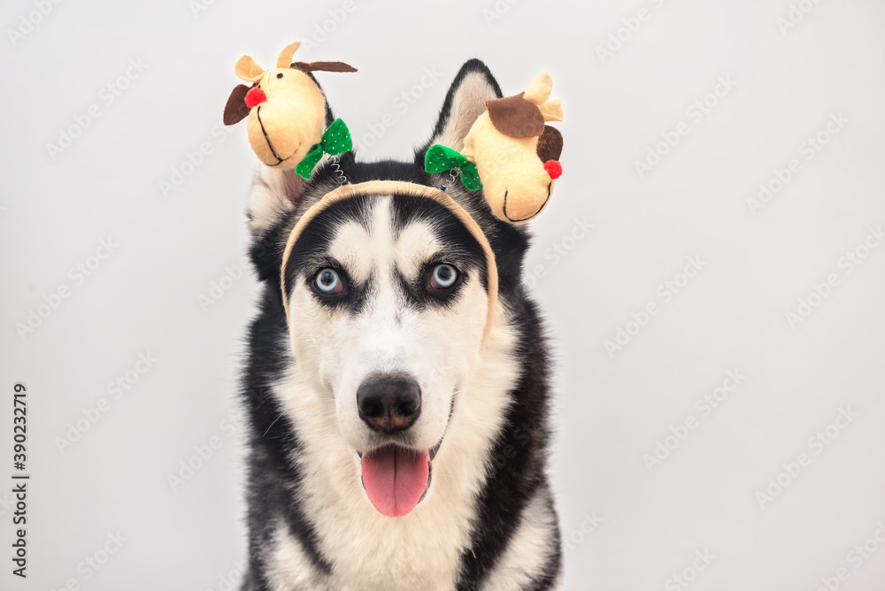 Portrait of husky dog in carnival antlers horn over background. Close up