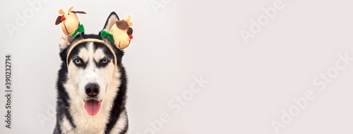 Husky dog in carnival antlers horns over the background. Banner copy space