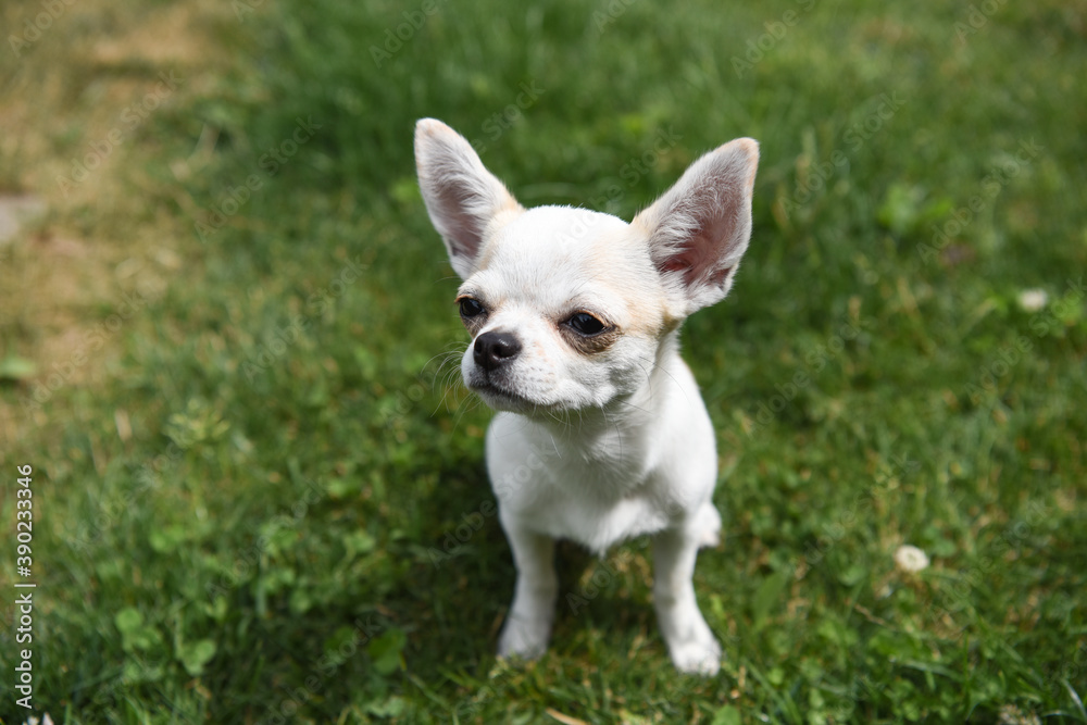 chihuahua  pelo bianco corto orecchie cucciolo amore amico uomo bello cagnolino 