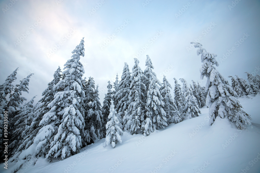 Moody winter landscape of spruce woods cowered with deep white snow in cold frozen mountains.