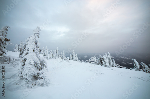 Fototapeta Naklejka Na Ścianę i Meble -  Moody winter landscape of spruce trees cowered with deep white snow in cold frozen mountains.
