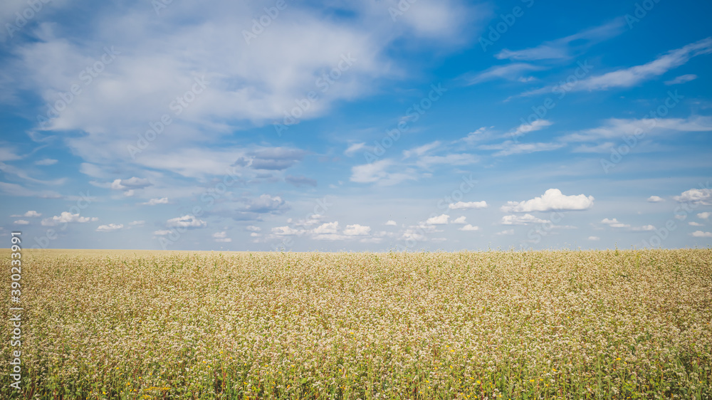 Buckwheat field with white flowers against blue sky Buckwheat field with white flowers against blue sky