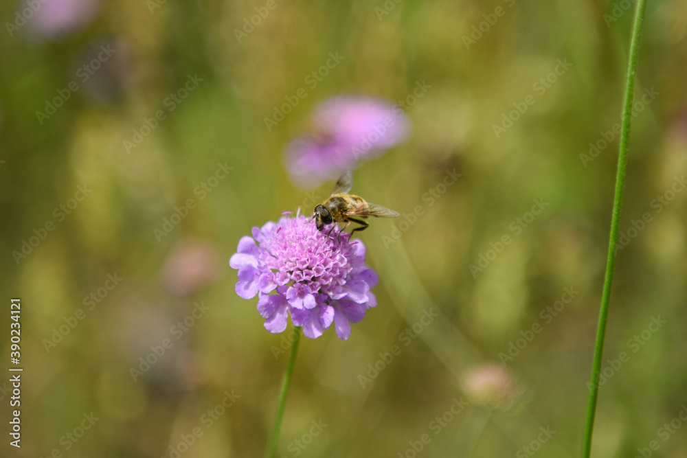 ape su fiore natura mile polline macro miele ape su fiore natura mile polline macro miele