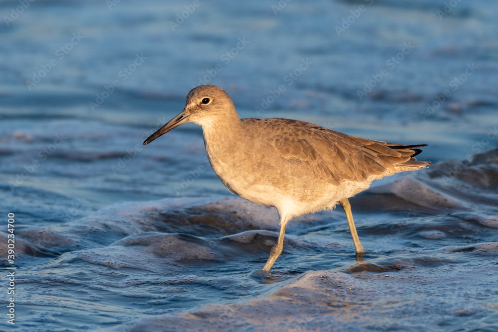Least Sandpiper wades in the rising tidal ocean water of the beach shore looking for morning food. Least Sandpiper wades in the rising tidal ocean water of the beach shore looking for morning food.