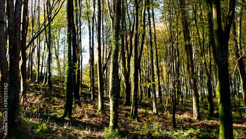 Fototapeta Naklejka Na Ścianę i Meble -  Forest views of tree trunks and leaves in autumnal light