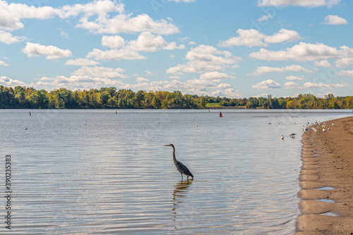Blue heron wading in lake near forest in park in autumn while fishing © Melissa