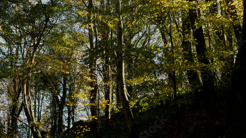 Forest views of tree trunks and leaves in autumnal light © David George