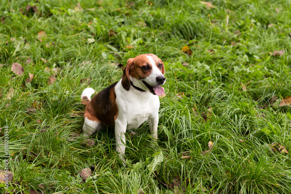 The dog is sitting on the green grass. Beagle puppy on nature in the park