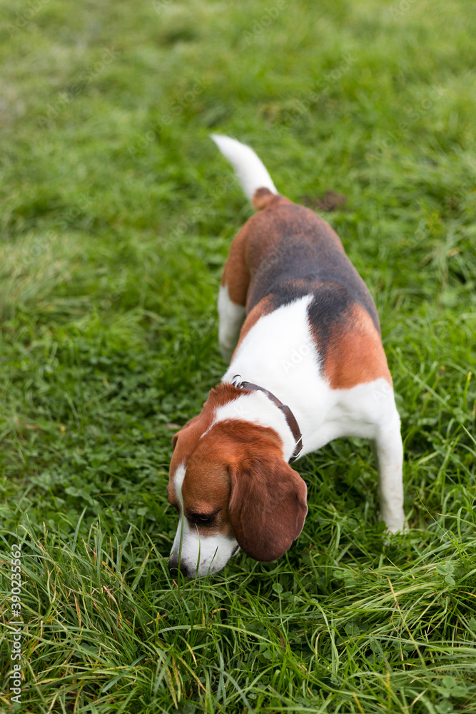 The beagle stands in the grass. Breed dog portrait. Happy Dog on the walk in the park. The beagle stands in the grass. Breed dog portrait. Happy Dog on the walk in the park.