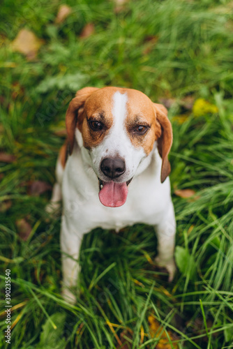 The dog is sitting on the green grass. Beagle puppy on nature in the park