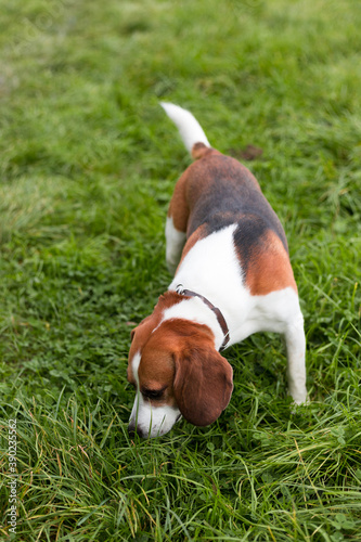 The beagle stands in the grass. Breed dog portrait. Happy Dog on the walk in the park.
