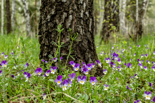  Flower meadow, forest violets, spring in the forest