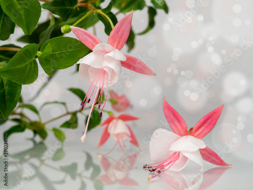 Beautiful bunch of a blooming pink and white fuchsia flowers over natural gray background with bokeh. Flower background with copy space. Soft focus