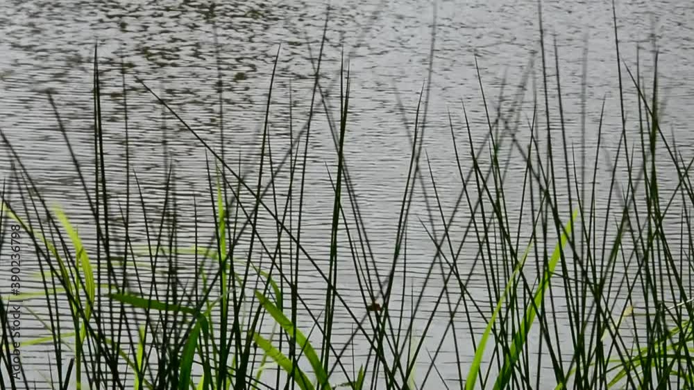 Green reeds in the pond moved by the wind Green reeds in the pond moved by the wind