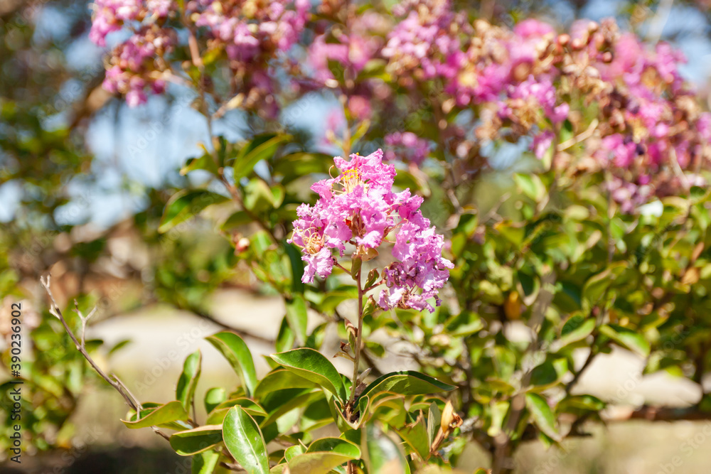 A branch with pink flowers on the tree close-up, used as a background