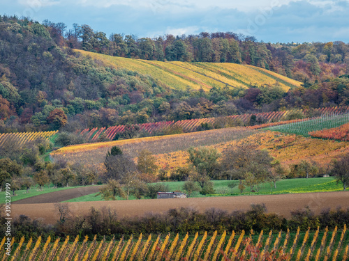 Weinberge im Herbst photo