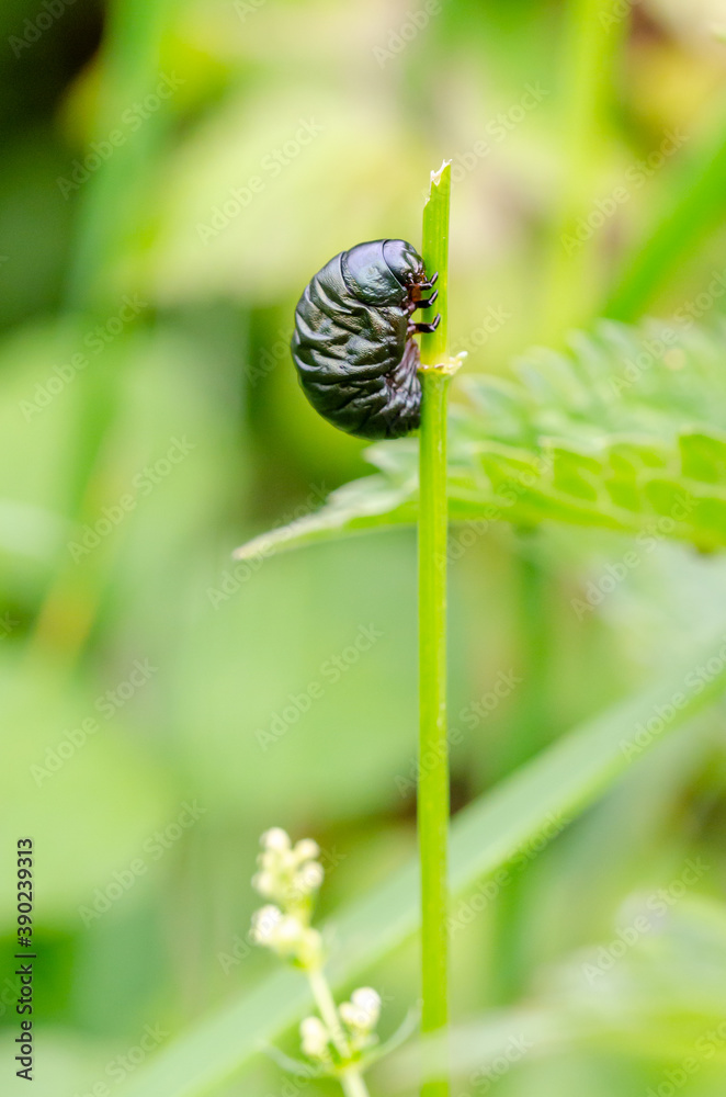 larva of timarcha tenebricosa larva of timarcha tenebricosa