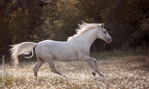 Beautiful white Arabian horse with long mane running through dreamy dandelion meadow