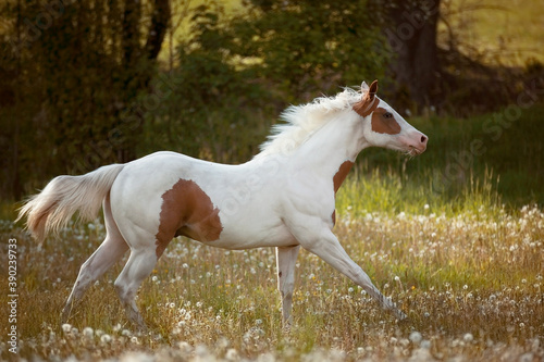 lovely young American paint horse with one blue eye galloping through meadow 