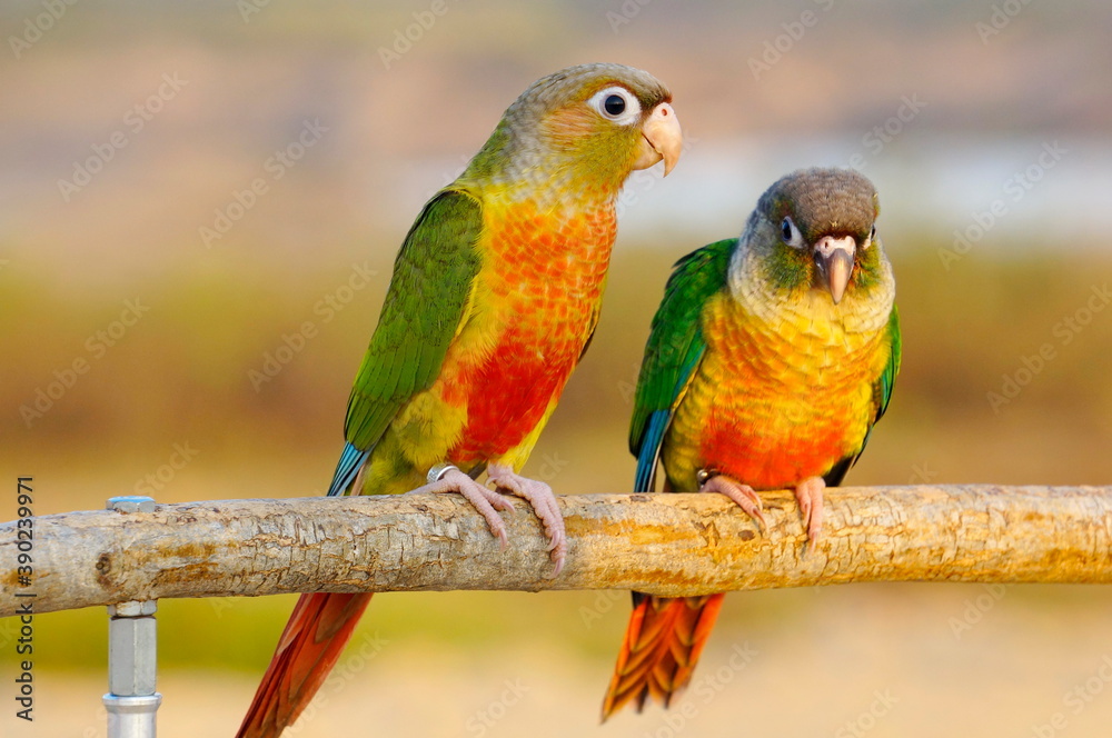 Obraz premium The painted parakeet (Pyrrhura picta), more commonly known as the painted conure in aviculture, is a species of bird in the family Psittacidae, the true parrots. Lives in South America.