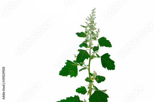 Quinoa. Leaves, flowers. Yellow pollen on the leaves. One bush. White background.