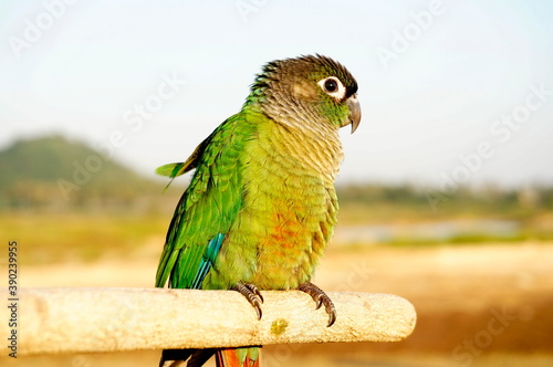 Emerald parakeet. Inhabits the southern tip of South America.
In the photo, the bird is sitting on a perch. photo