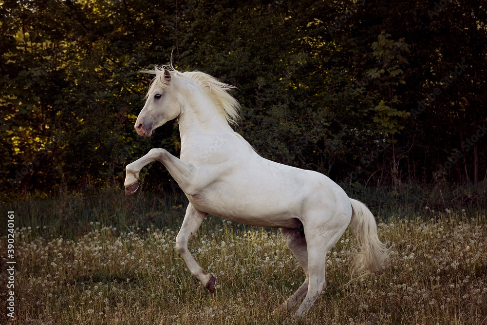 beautiful and handsome white horse with long mane standing on back legs by the sunset shows his temperament