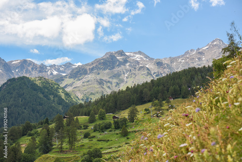 montagna estate verde baite masi Val di Sole Pejo Trentino Peio alpi cime alp 