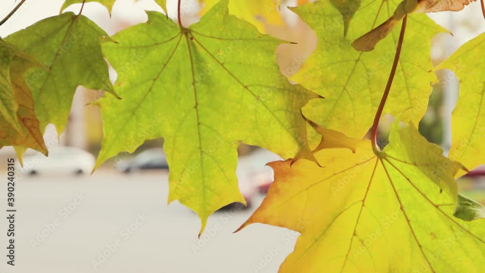Full-frame close-up of a branch with yellow-red leaves. The plant sways strongly in the wind. In the background, a city street with moving cars is out of focus. Warm autumn day. UHD. Full-frame close-up of a branch with yellow-red leaves. The plant sways strongly in the wind. In the background, a city street with moving cars is out of focus. Warm autumn day. UHD.