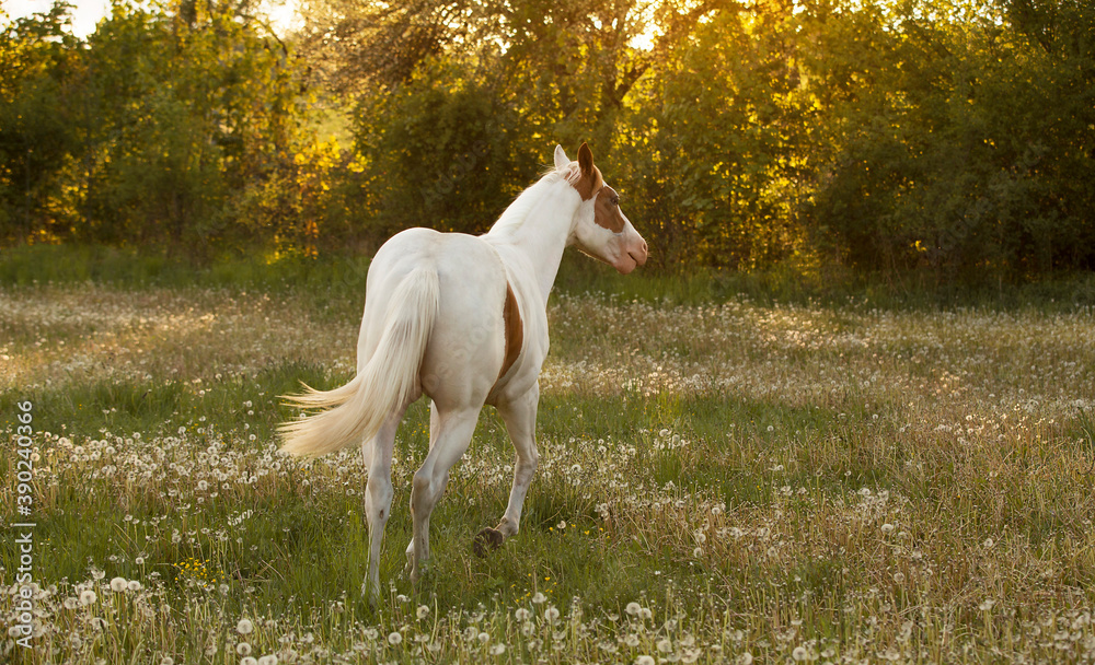 lovely and young American paint horse with one blue eye standing in high green grass by the sunset 