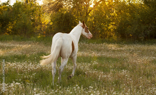 lovely and young American paint horse with one blue eye standing in high green grass by the sunset 