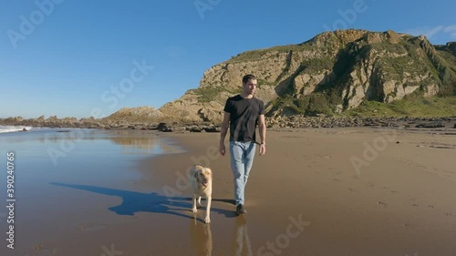 Labrador retriever dog walking along the beach with his owner one sunny summer morning