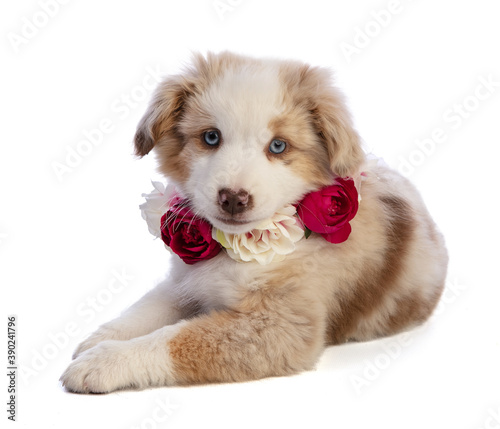 Australian Shepherd Puppy with red flowers