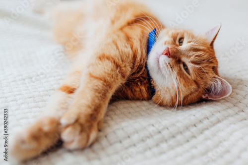 Fototapeta Naklejka Na Ścianę i Meble -  Ginger cat relaxing on couch in living room wearing collar against fleas. Pet having good time