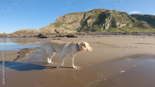 Labrador retriever puppy playing in the sand on the beach one sunny summer morning