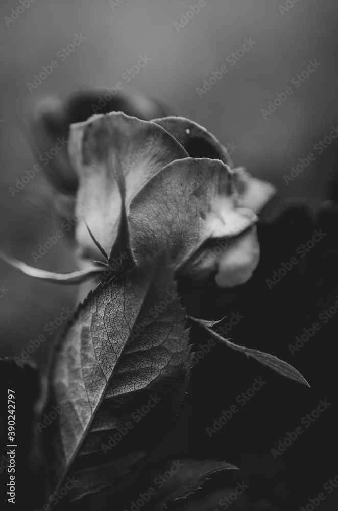 Black and white close up photo on roses