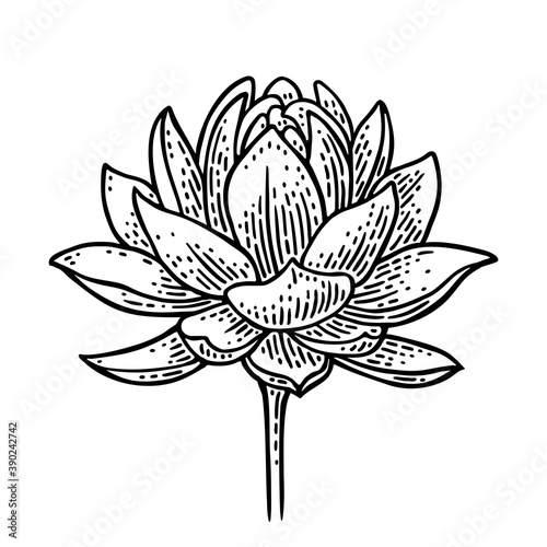 Lotus flower. Vector black engraving vintage illustration isolated on white