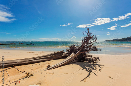 Dead tree trunk on beach © Kushch Dmitry