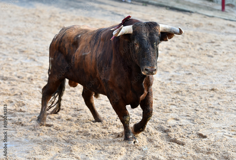aggressive bull running on the bullring in the traditional spectacle of bullfight