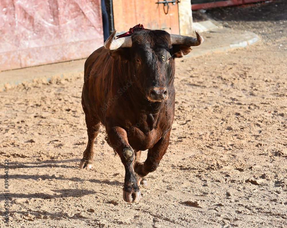 aggressive bull running on the bullring in the traditional spectacle of bullfight aggressive bull running on the bullring in the traditional spectacle of bullfight