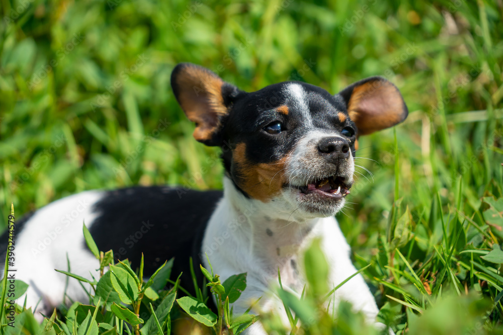 a black and white chihuahua sitting on the grass