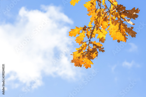autumn background  yellowed oak leaves on a tree branch in autumn  leaf fall season 