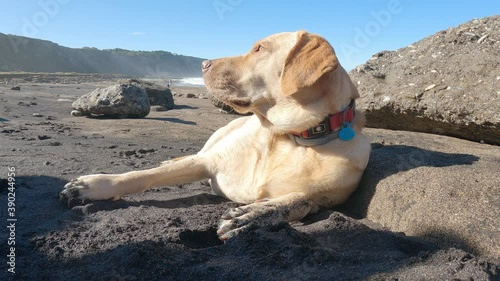 Labrador retriever repose lying on the beach sand one sunny summer morning