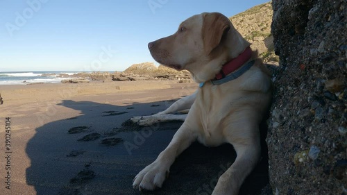 Labrador retriever repose lying on the beach sand one sunny summer morning