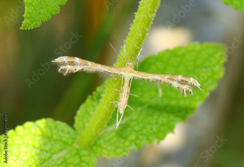 Plume Moth (Crombrugghia laetus) photo