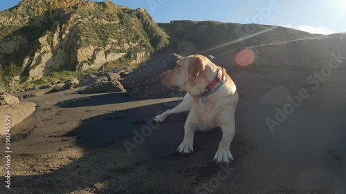 Labrador retriever repose lying on the beach sand one sunny summer morning