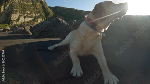 Labrador retriever repose lying on the beach sand one sunny summer morning