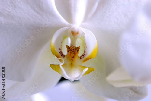 Flor Orquídea, Phalaenopsis
