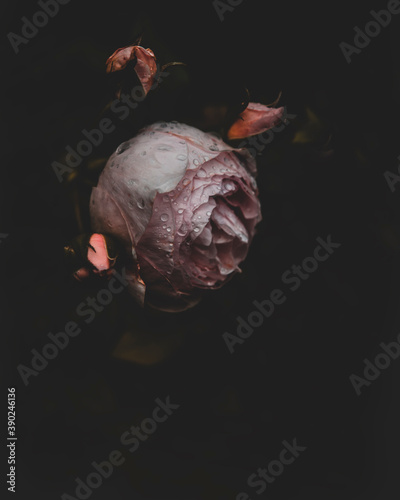 a close up on a pink garden rose covered in raindrops and with some buds on the side of it, with dark background